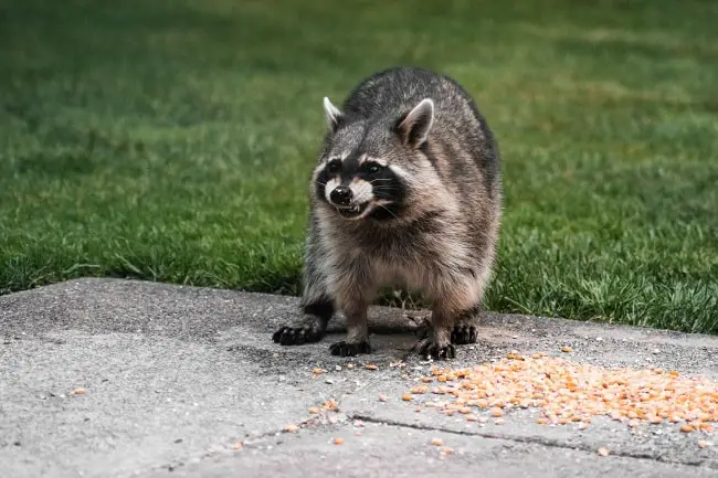 Will a 22 Kill a Raccoon Quickly and Humanely? Gun Tradition